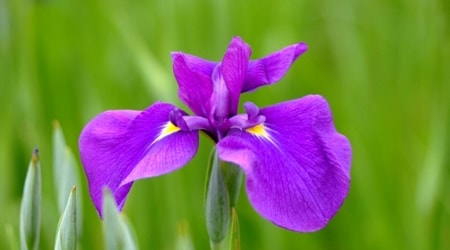 単語の節句には菖蒲の花を飾る