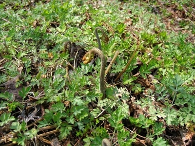 山菜のワラビ採り