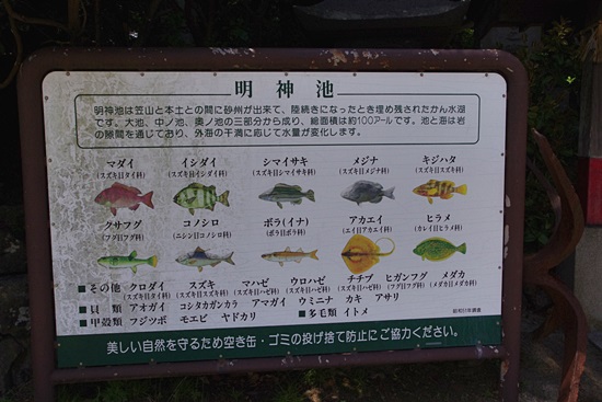 明神池に住む魚