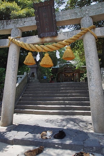 厳島神社の鳥居の下にくつろぐ野良猫たち