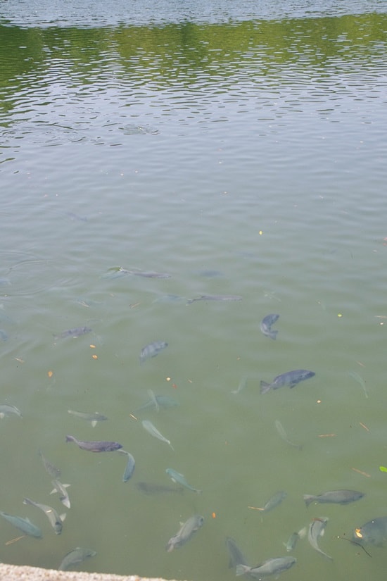 明神池の豊富な魚種