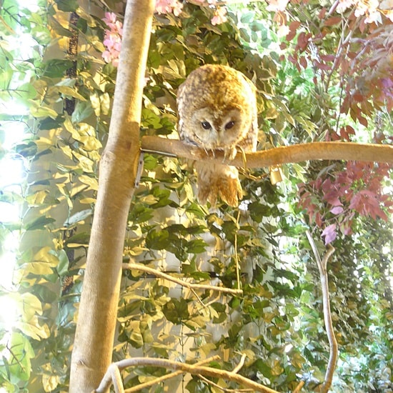 厳島ふくろうの森