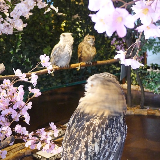 厳島ふくろうの森