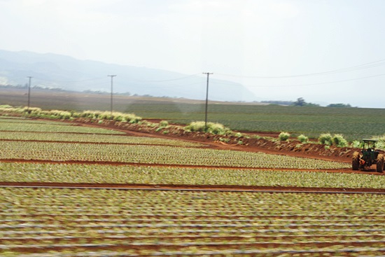 パイナップル畑