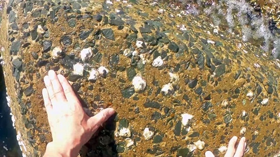 菊ヶ浜海のテトラポット