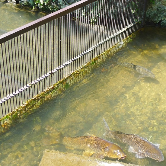 藍場川の仕切り